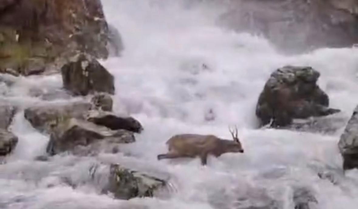 Cabirol rescatat | Cos de Banders