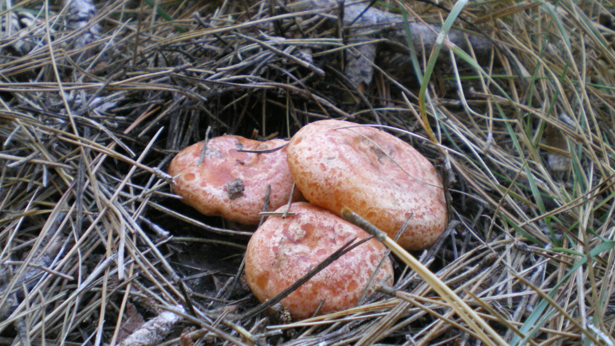 Rovellons | ARXIU