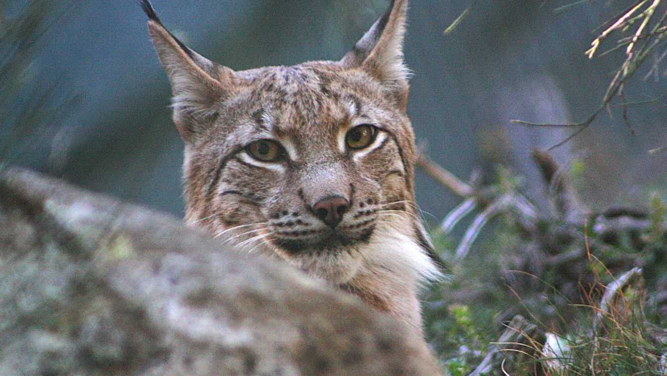 Linx boreal al Parc Natural