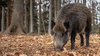 Cap indici de pesta porcina africana a Andorra
