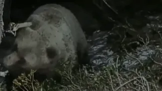 ANA