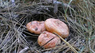 Rovellons | ARXIU