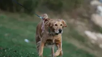 ANA